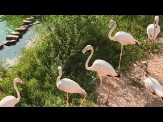 В семействе розовых фламинго из ростовского зоопарка очередное..
