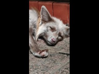 🦊 В ростовском зоопарке появился новый зверёк

Это обыкновенная лисица, вернее лис, но с очень необычным..