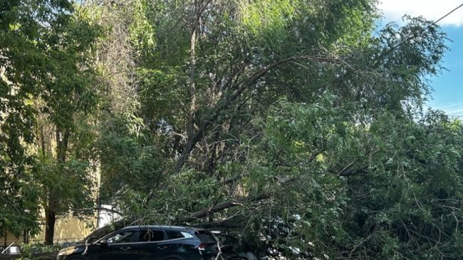 В одном из дворов Самары упавшее дерево накрыло машины 

Кадры очевидцев

Погода в Самаре этим летом..