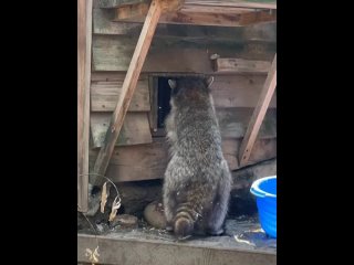 Енот Боня из Пермского зоопарка смотрит на нашу жару и удивляется. Выходить из домика хочется не..