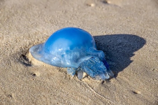 😱 Обстановка в Крыму: там сейчас страшно красивое нашествие медуз-корнеротов. Больше всего возле мыса..