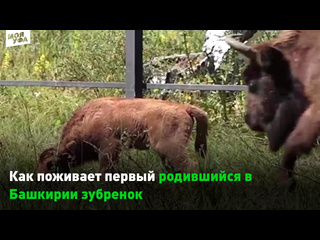 🍼Как поживает первый родившийся в Башкирии зубренок❓ 
 
У зубров в Кугарчинском районе Башкирии появилось..