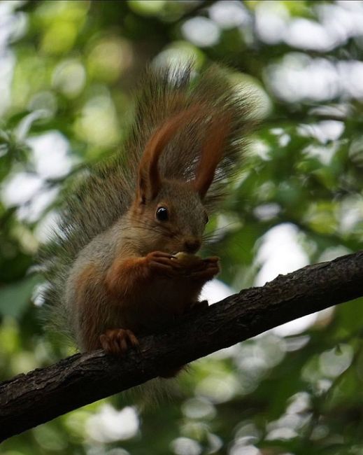 Просто посмотрите, какие прекрасные пушистики 🐿
в Чистяковской роще!

фото..