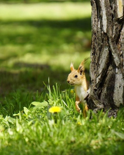 Просто посмотрите, какие прекрасные пушистики 🐿
в Чистяковской роще!

фото..