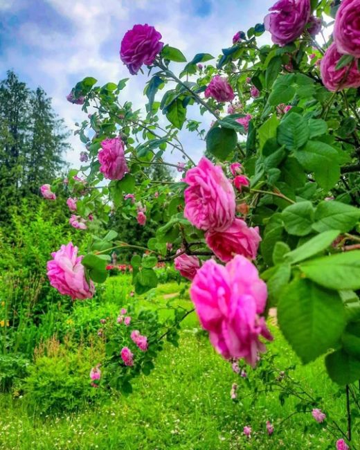 Розы в Ботаническом саду МГУ 🌹

Фото:..