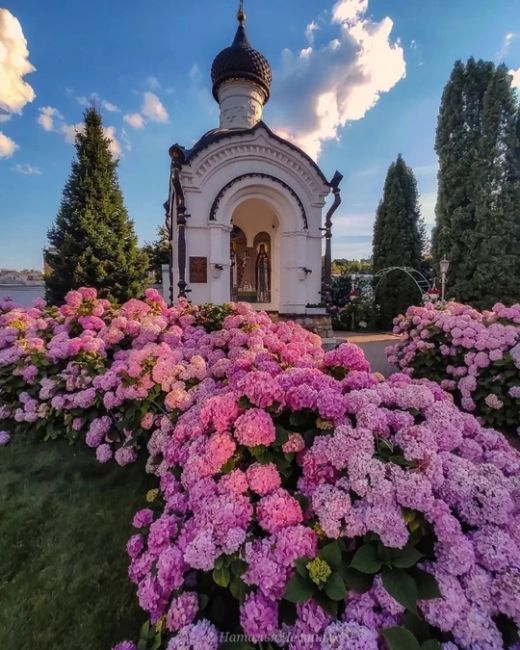 Невероятно красивое цветение..