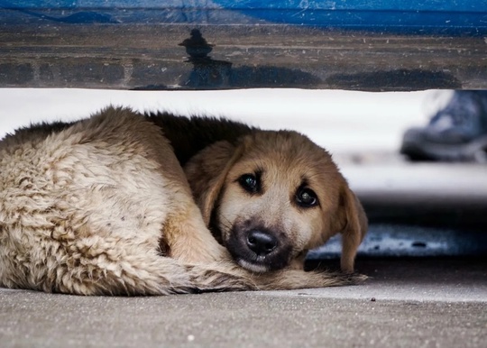Власти Ростовской области приняли решение не вводить эвтаназию для бездомных домашних животных. 

В регионе..