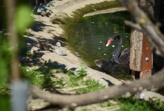 🦢 В парке «Малинки» у пары чёрных лебедей впервые появились птенцы 🖤

Из четырёх яиц вылупились три птенца,..