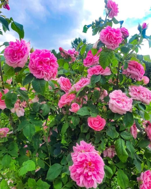 Розы в Ботаническом саду МГУ 🌹

Фото:..