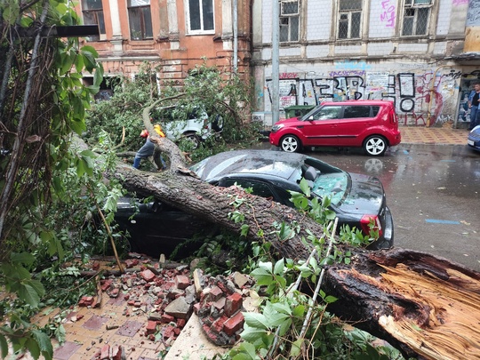 Дождевой понедельник в Ростове продолжается: еще одно дерево упало — на улице Социалистической возле дома..