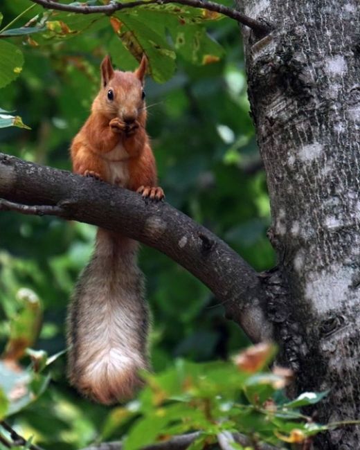 Просто посмотрите, какие прекрасные пушистики 🐿
в Чистяковской роще!

фото..