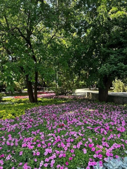 🌸В донской столице завершились работы по высадке летних цветов

Летний Ростов поистине расцвел: на улицах,..