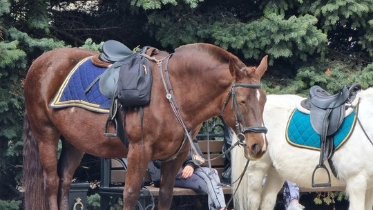 🐎Улицы в Ростове начнет патрулировать конная полиция, штат сформирован

Власти уже приступили к процессу..