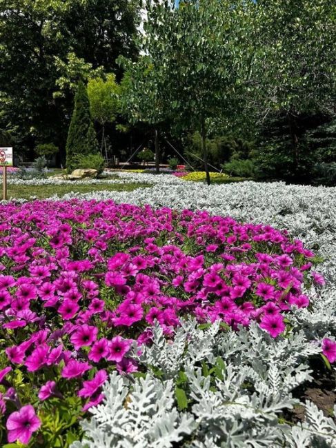 🌸В донской столице завершились работы по высадке летних цветов

Летний Ростов поистине расцвел: на улицах,..