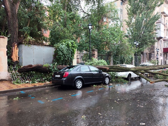 Дождевой понедельник в Ростове продолжается: еще одно дерево упало — на улице Социалистической возле дома..