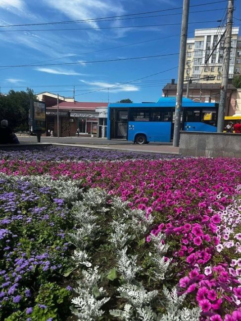 🌸В донской столице завершились работы по высадке летних цветов

Летний Ростов поистине расцвел: на улицах,..