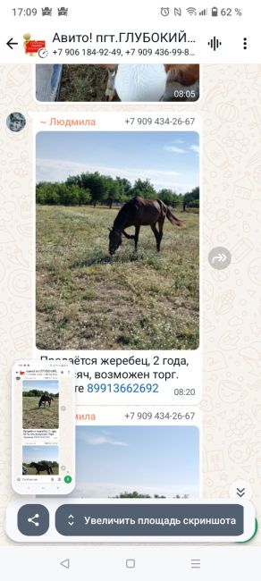 Власти Ростовской области закупят для полиции пять лошадей за 6 млн рублей.

Животные нужны для оснащения..