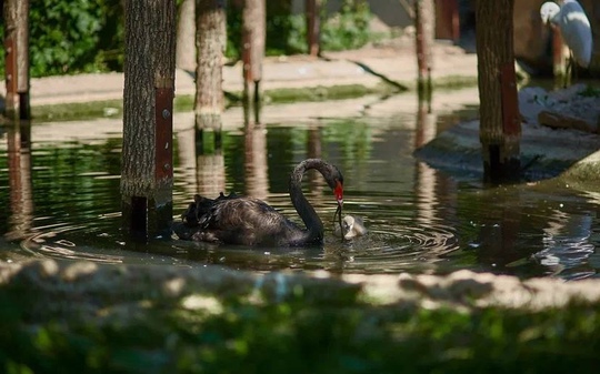 В Южном парке птиц «Малинки» у прекрасной пары черных лебедей родился детёнышы.

«В Большом авиарии впервые..