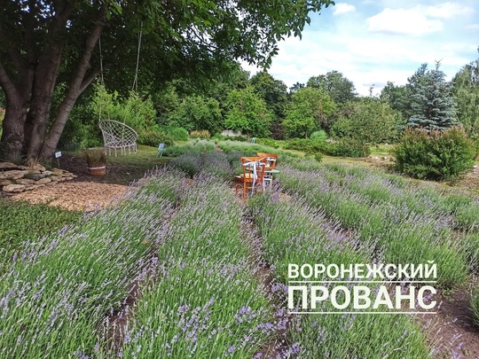 Воронежский Прованс в Ботаническом саду💜
Сезон лавандовых прогулок и фотосессий..