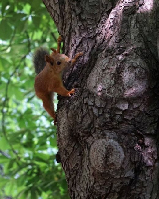 Просто посмотрите, какие прекрасные пушистики 🐿
в Чистяковской роще!

фото..