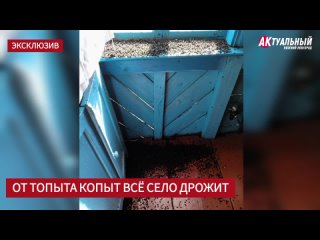 ‼️В Нижегородской области стадо коров и их хозяин держит в страхе всю деревню. 

На протяжении нескольких..