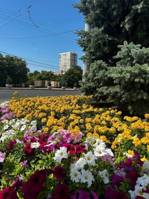 🌸В донской столице завершились работы по высадке летних цветов

Летний Ростов поистине расцвел: на улицах,..