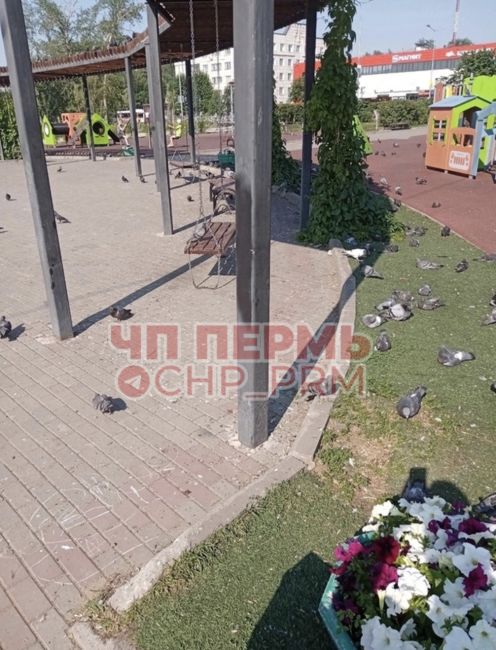 Детская площадка в сквере А. Невского загажена голубями до крайней степени. Загажены скамейки, тротуары,..