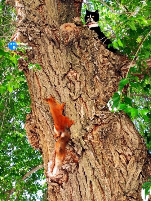 Возле НЭТа на деревьях можно увидеть не только очаровательных белочек, но и любопытную..
