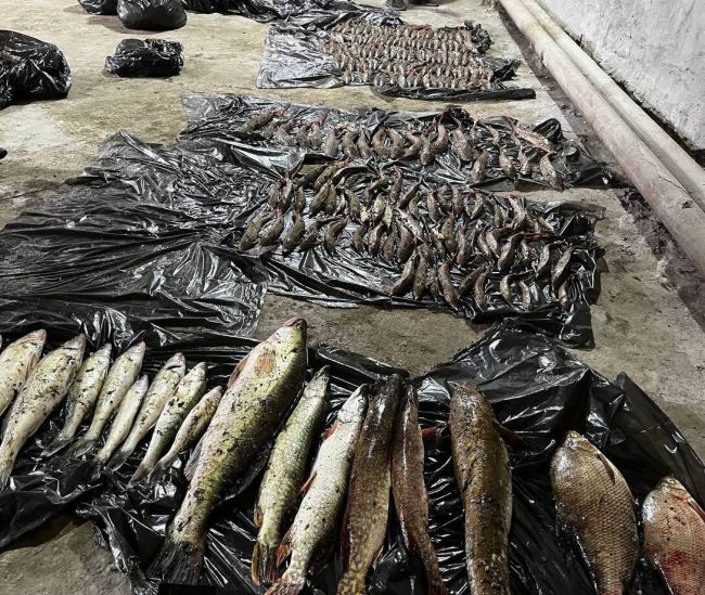 Омские браконьеры наловили краснокнижной рыбы почти на 12 млн рублей

Накануне, 19 июля, суд вынес приговор..