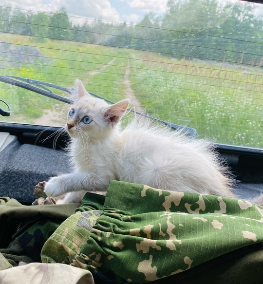 Добрый день !в лесу нашли брошенного котенка .Кошечка.Очень нужен дом 🙏🙏Котенок чистенький ,не больной..