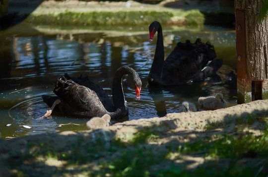 🦢 В парке «Малинки» у пары чёрных лебедей впервые появились птенцы 🖤

Из четырёх яиц вылупились три птенца,..