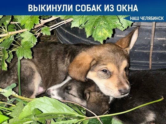 😱 Дети сбросили щенков с балкона

В Челябинске дети ради забавы сбросили двух маленьких щенков с балкона..