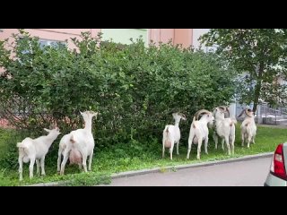 Бутовские козы строго следят за кустами в своем районе, регулярно проводя..