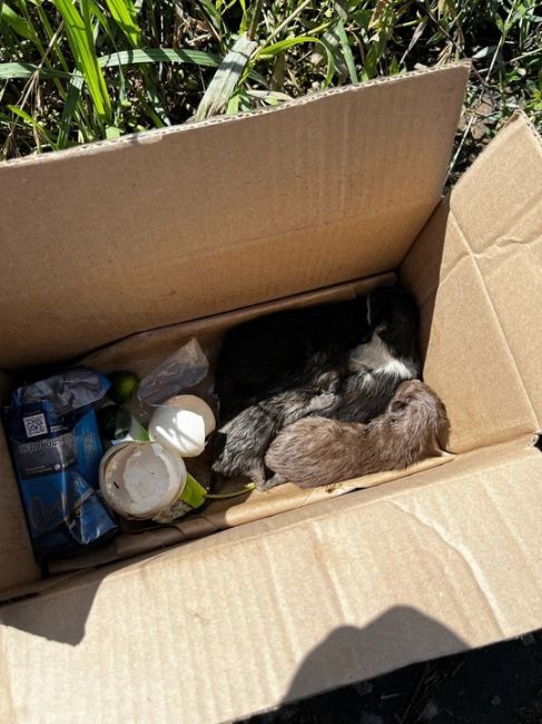 Сегодня на мусорке поселок Омский найдены котята, 4 шутки. Срочно нужна помощь, на солнце они без еды и воды..