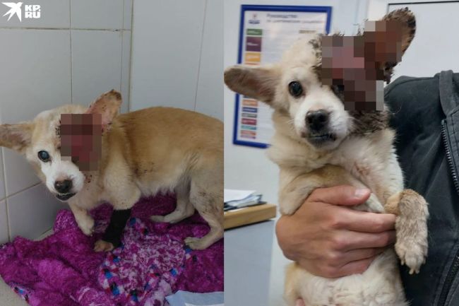 В Новосибирске девушки спасли собаку из супермаркета с чудовищной опухолью

Инцидент произошел вечером 9..