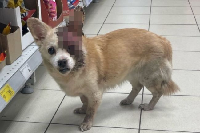 В Новосибирске девушки спасли собаку из супермаркета с чудовищной опухолью

Инцидент произошел вечером 9..