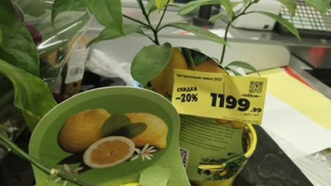 В Самаре резко выросли цены на горшочные растения 

Стоимость увеличилась в разы

Любители растений в..