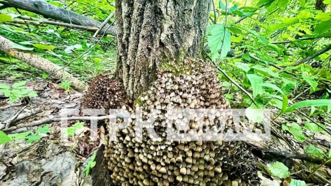 В Самарской области колонии грибов захватывают лес 

Отвечаем на вопрос, можно ли их собирать и..