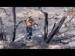 Экологи считают, что на восстановление сгоревшего под Новороссийском леса потребуется 200 лет

Как рассказал ..