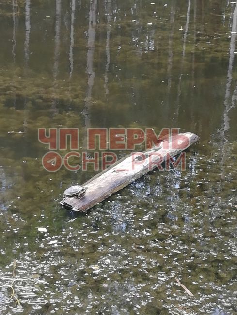 Опять в озерцо в Балатовском парке кто-то выбросил черепашку. Уже не первый раз! Неужели непонятно, что она..