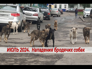 Статистика нападений бродячих собак на людей. ИЮЛЬ 2024 года..