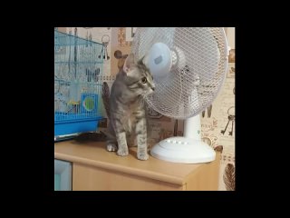 🐈 Сегодня отмечается всемирный день кошек! Поздравьте своего шерстяного — купите его любимых вкусняшек. 

В..