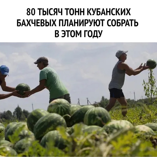 🍉 80 тысяч тонн кубанских бахчевых планируют собрать в этом году

Краснодарский край входит в пятерку..