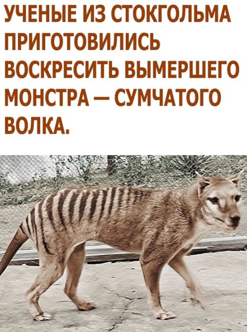 🗣️ От подписчика: «В Кстовском районе собака на участке поймала и задушила животинку. Кто-нибудь знает, кто..