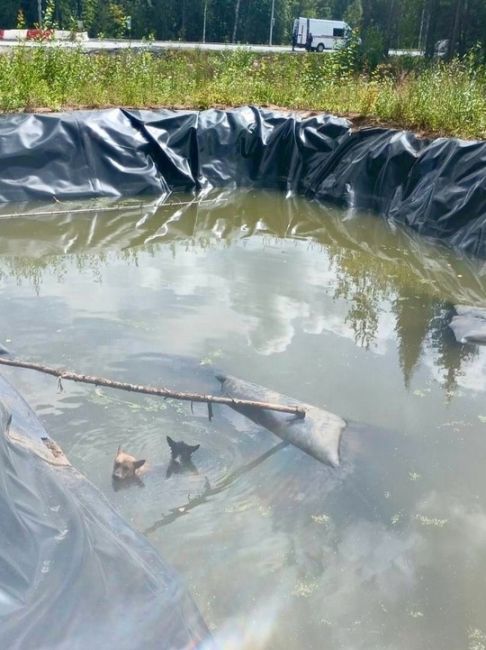 Две собаки чуть не утонули в глубокой яме с водой в Перми

Животных заметили пермяки и  сообщили в городскую..