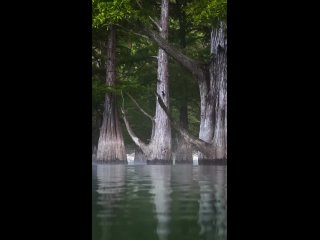 Кипарисы просят любви. Но многим важнее красивые фото.

📍Сукко, Кипарисовое..