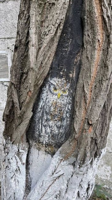 🦉А вы видели совушку в парке Горького..