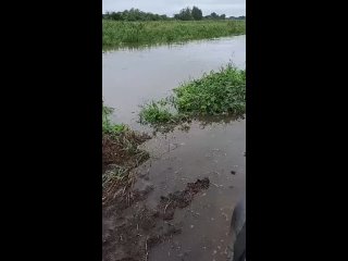 🗣В Лысково из-за сильных непрекращающихся дождей затопило урожай 
 
Под водой оказались 200 гектаров..