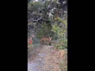 Будьте бдительны 😄 
На Лысой горе в Анапе обитает воришка сумок ))

видео..