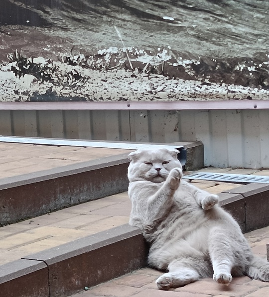 🐈 Сегодня отмечается всемирный день кошек! Поздравьте своего шерстяного — купите его любимых вкусняшек. 

В..